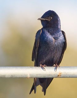 Purple Martin