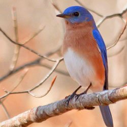 Bluebirds in your yard