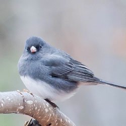 little grey bird with white belly