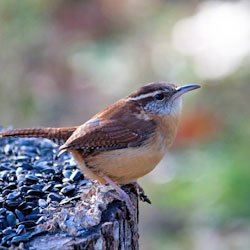 Wren